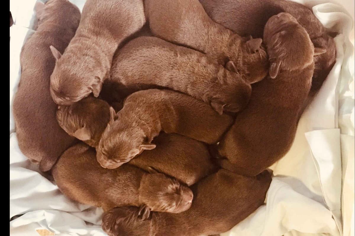Labrador Retriever Puppies breeder image 5