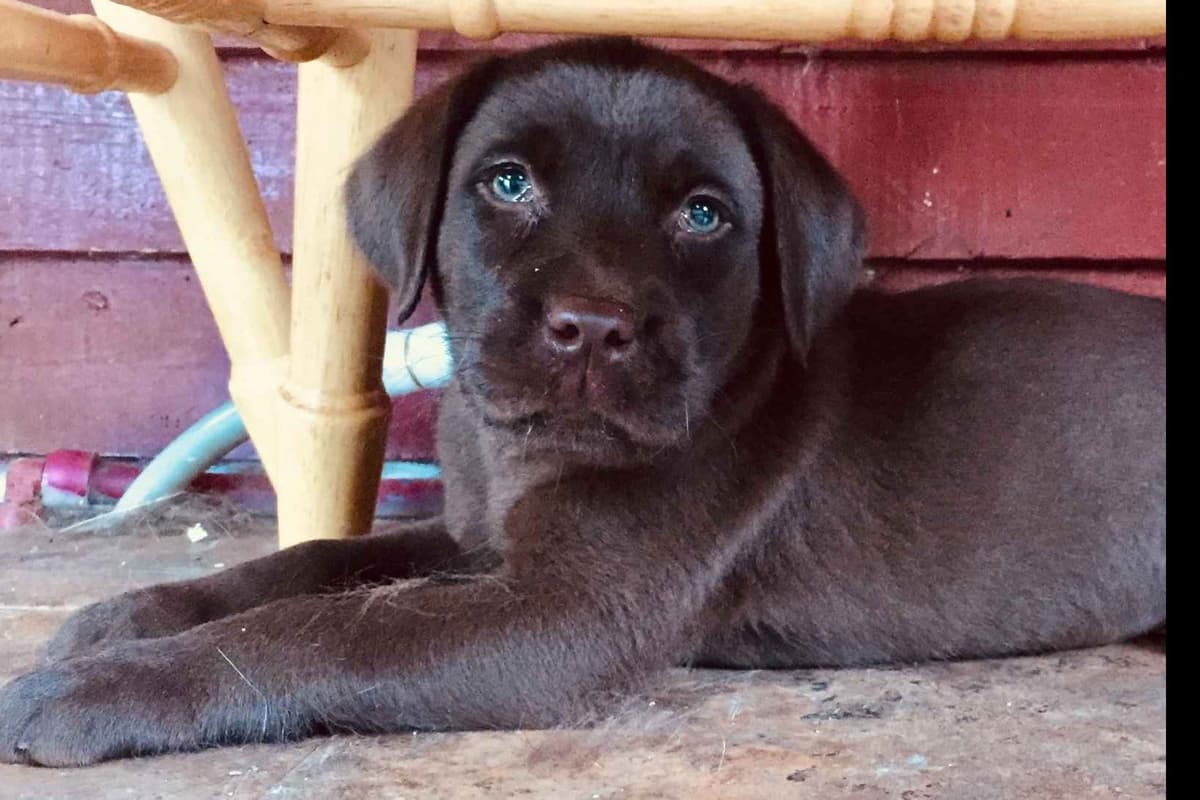 Labrador Retriever Puppies breeder image 7