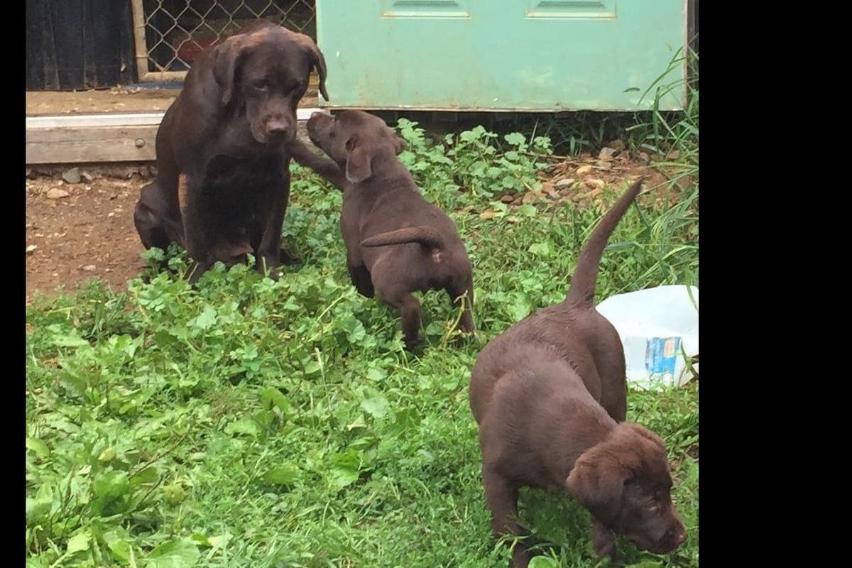 Labrador Retriever Puppies breeder image 9