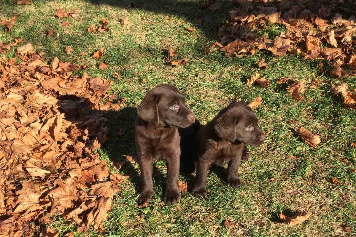 Labrador Retriever Puppies breeder image 10