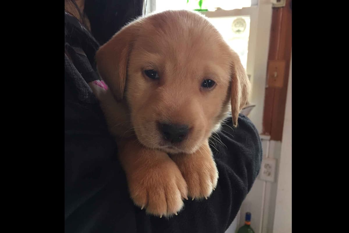 Labrador Retriever Puppies breeder image 11