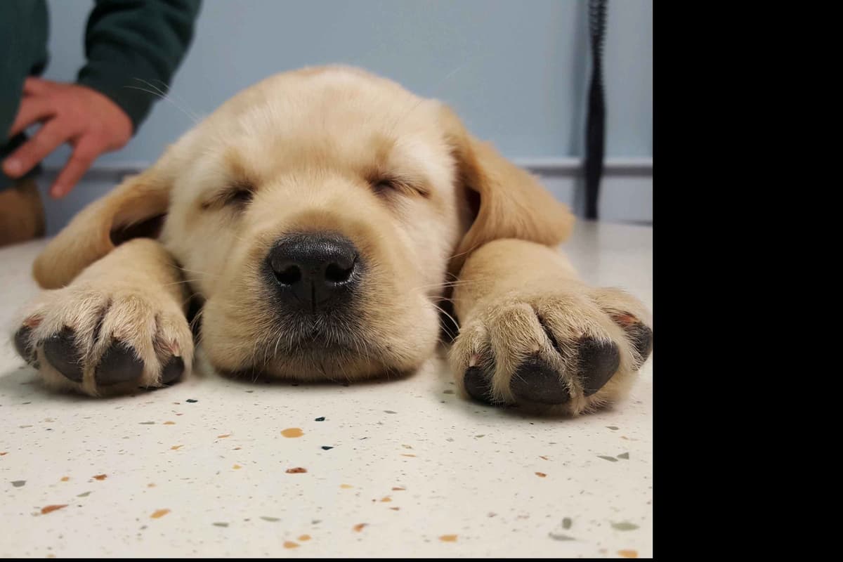 Labrador Retriever Puppies breeder image 13