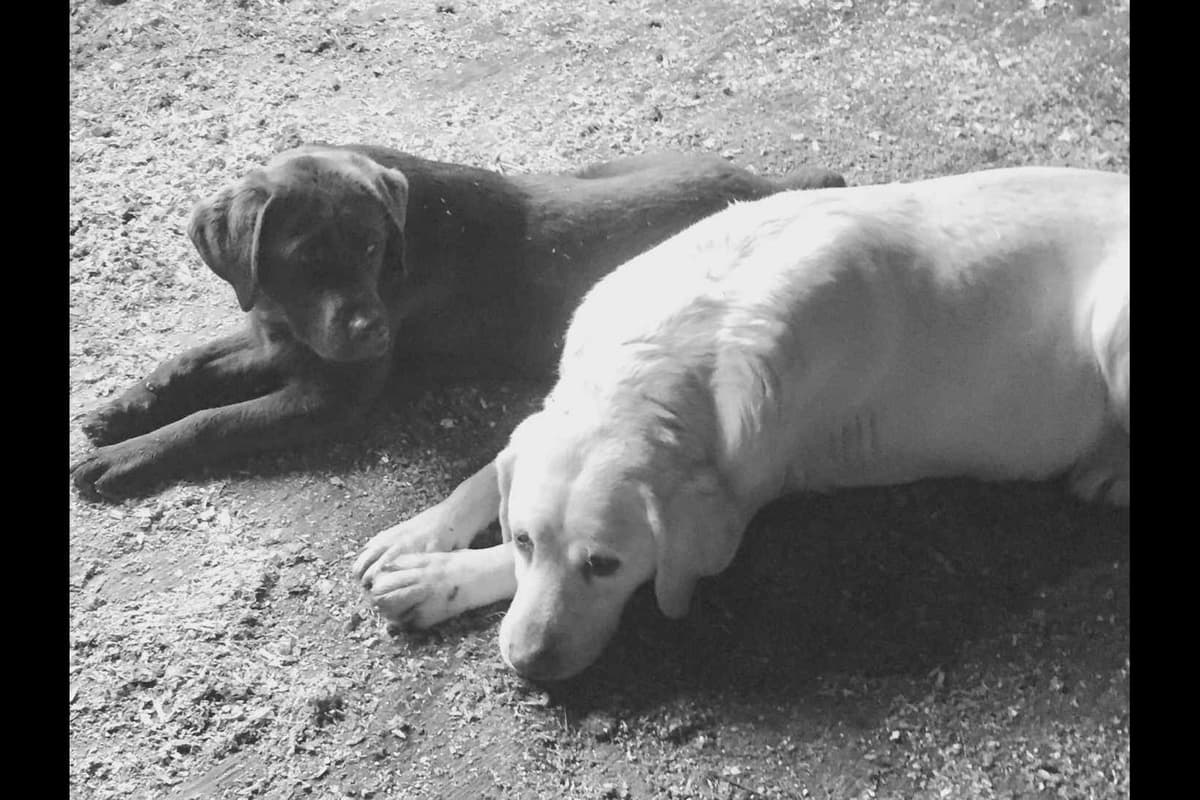Labrador Retriever Puppies breeder image 14