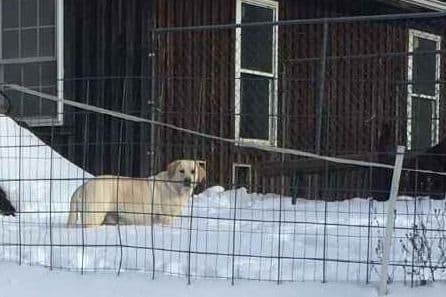 Labrador Retriever Puppies breeder image 1