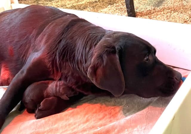Labrador Retriever Puppies media 2