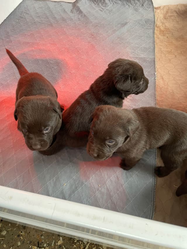 Labrador Retriever Puppies media 6
