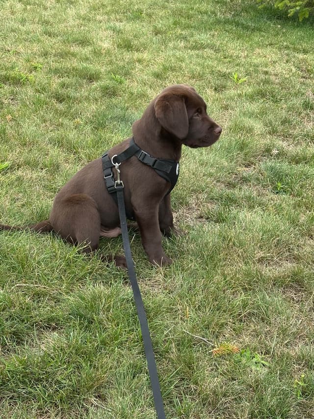 Labrador Retriever Puppies media 7