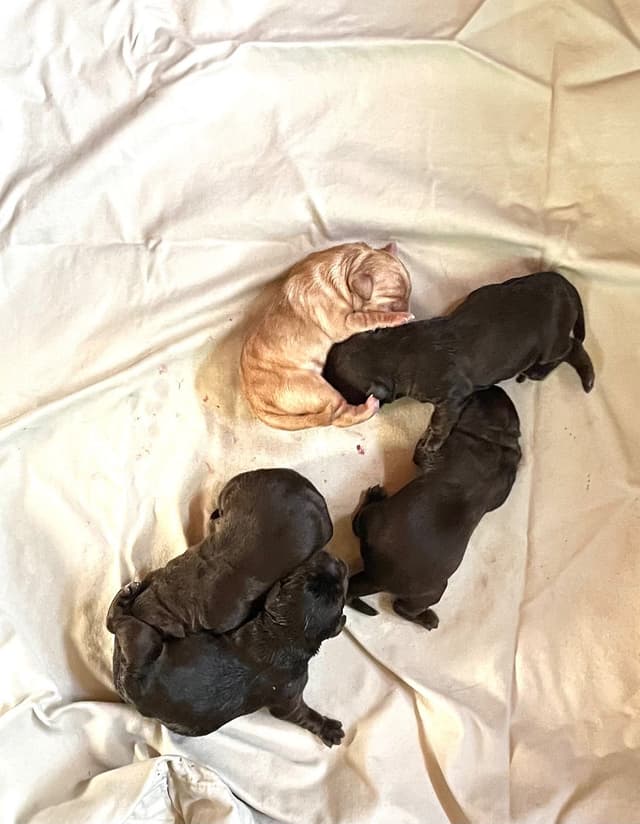 Labrador Retriever Puppies media 9