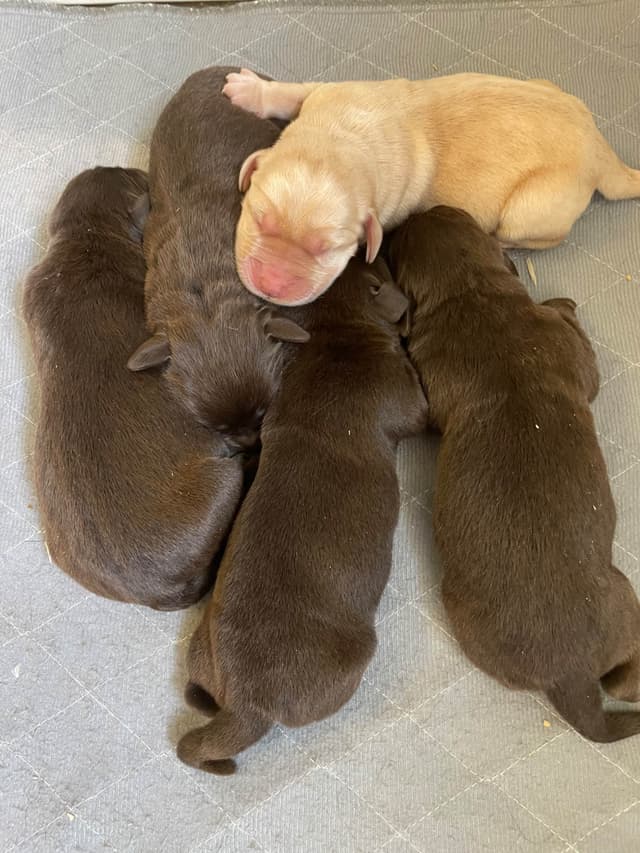 Labrador Retriever Puppies media 10