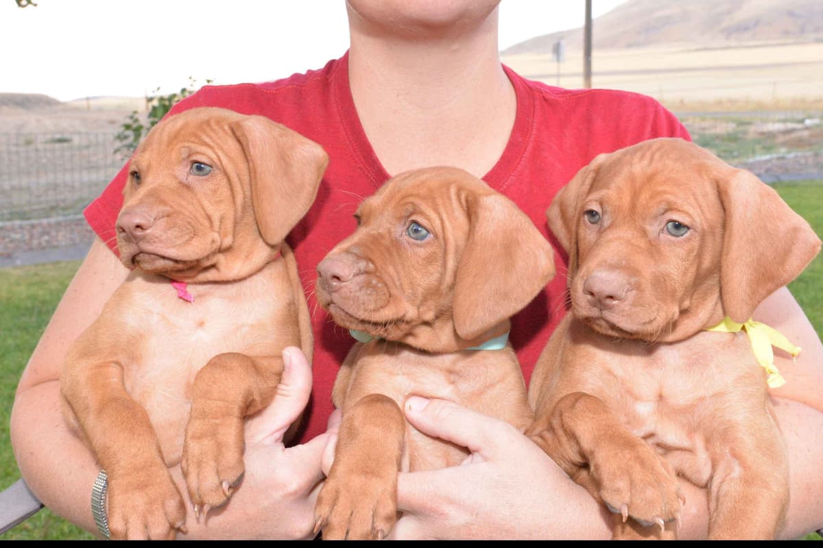 100% Purebred Vizsla Adventure Puppies breeder image 2