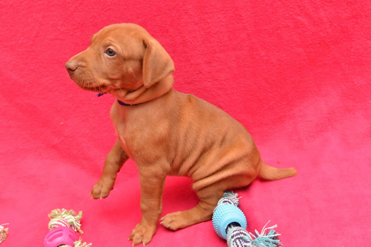100% Purebred Vizsla Adventure Puppies breeder image 1