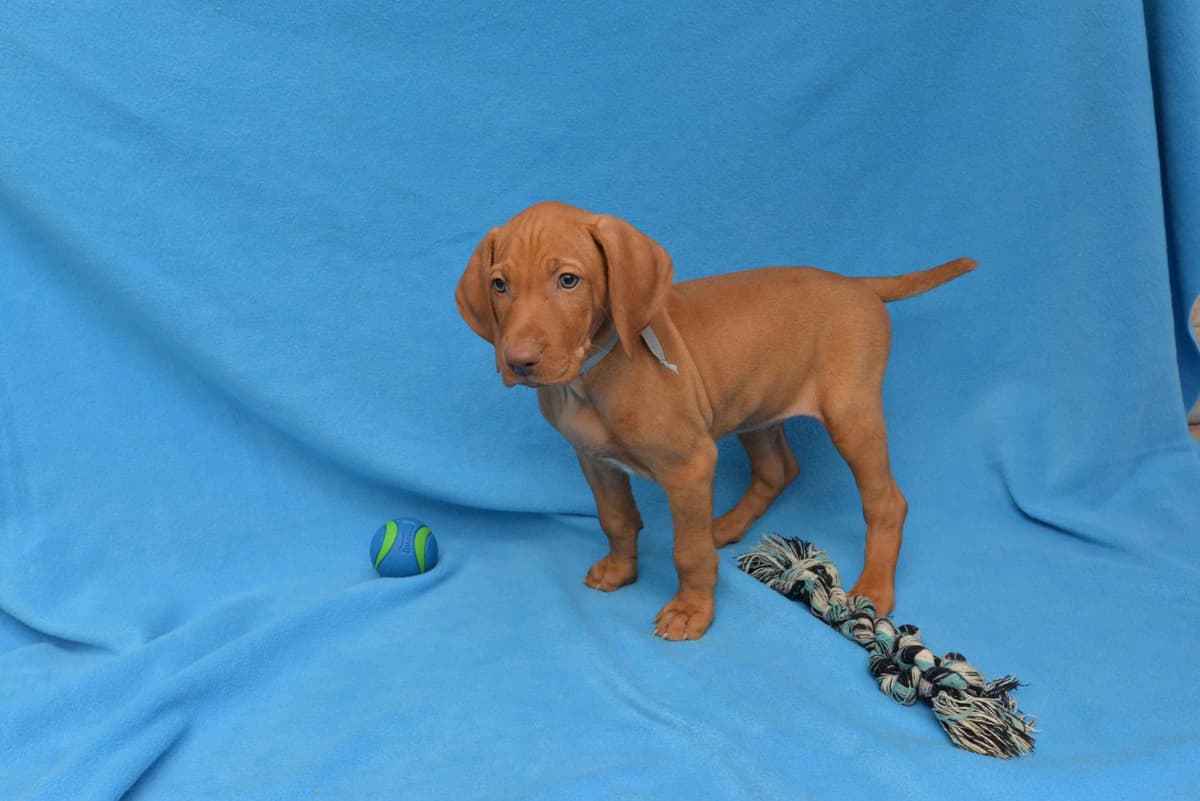 100% Purebred Vizsla Adventure Puppies breeder image 3