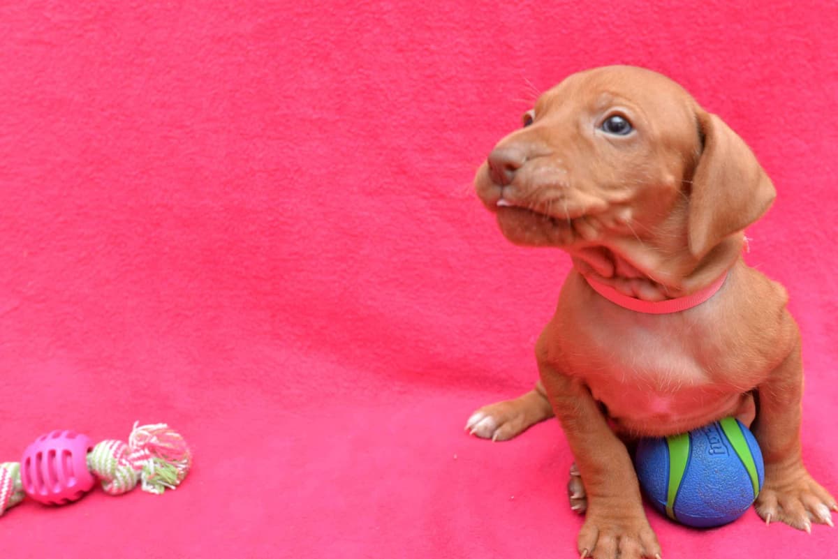 100% Purebred Vizsla Adventure Puppies breeder image 4