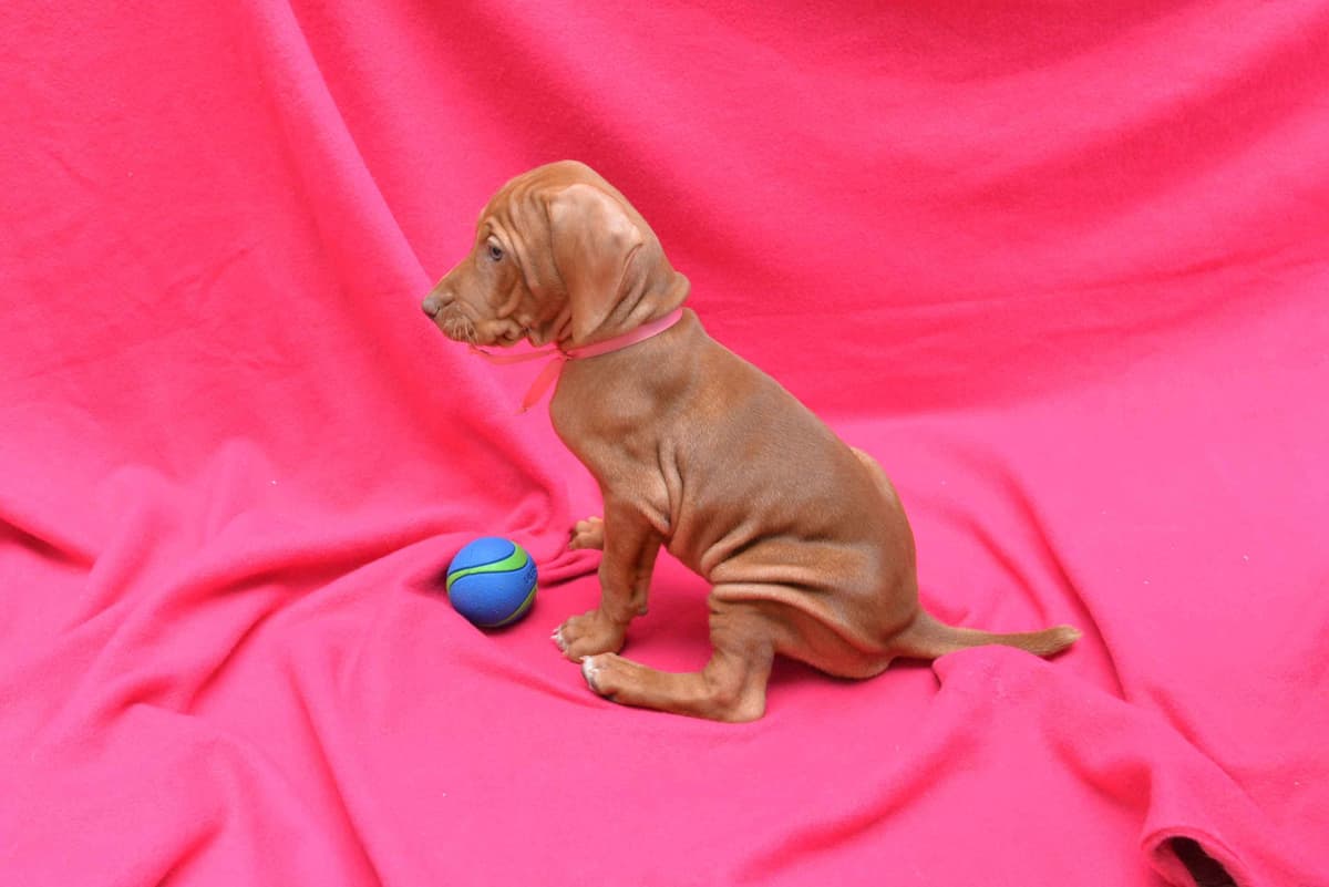 100% Purebred Vizsla Adventure Puppies breeder image 5