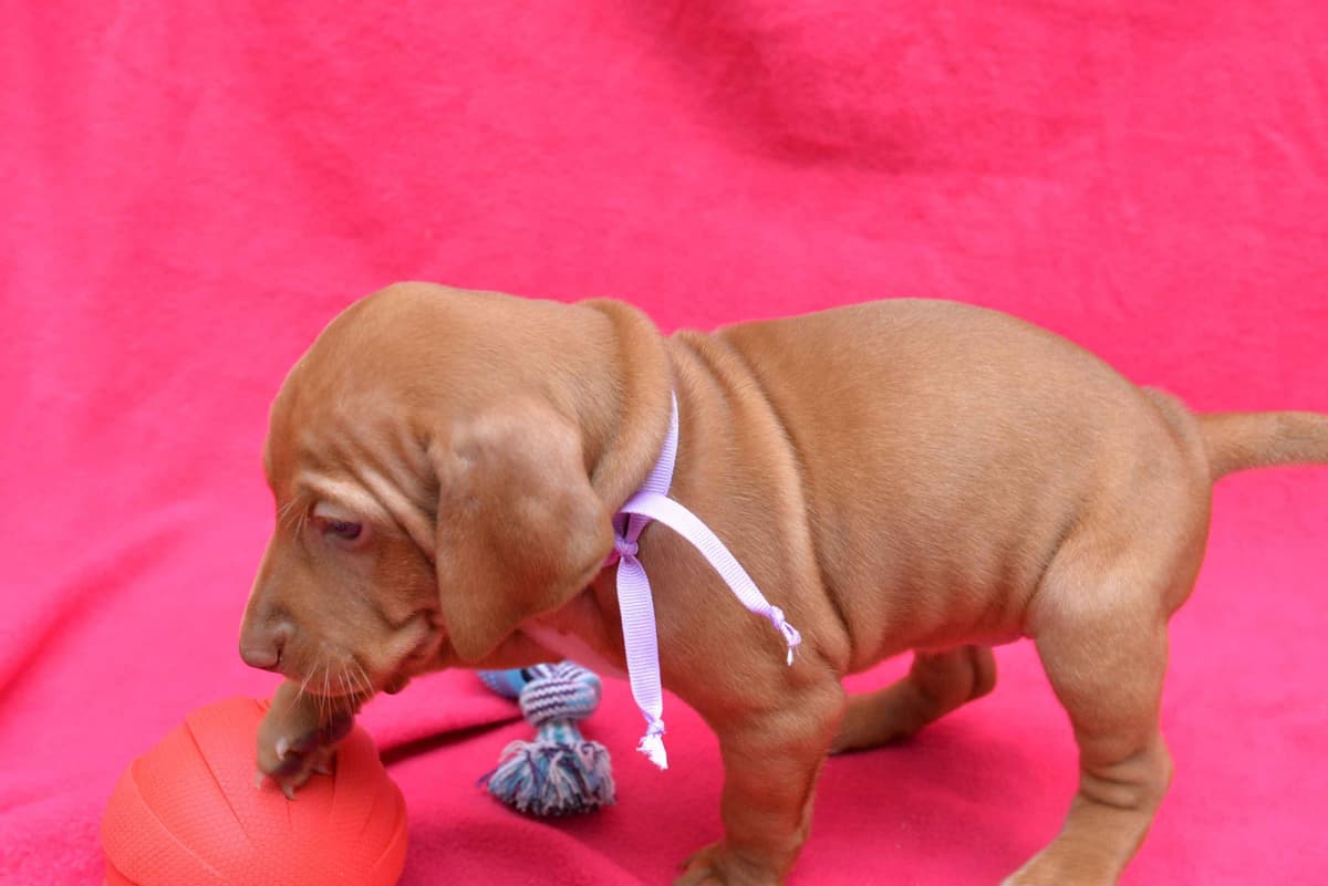 100% Purebred Vizsla Adventure Puppies breeder image 6