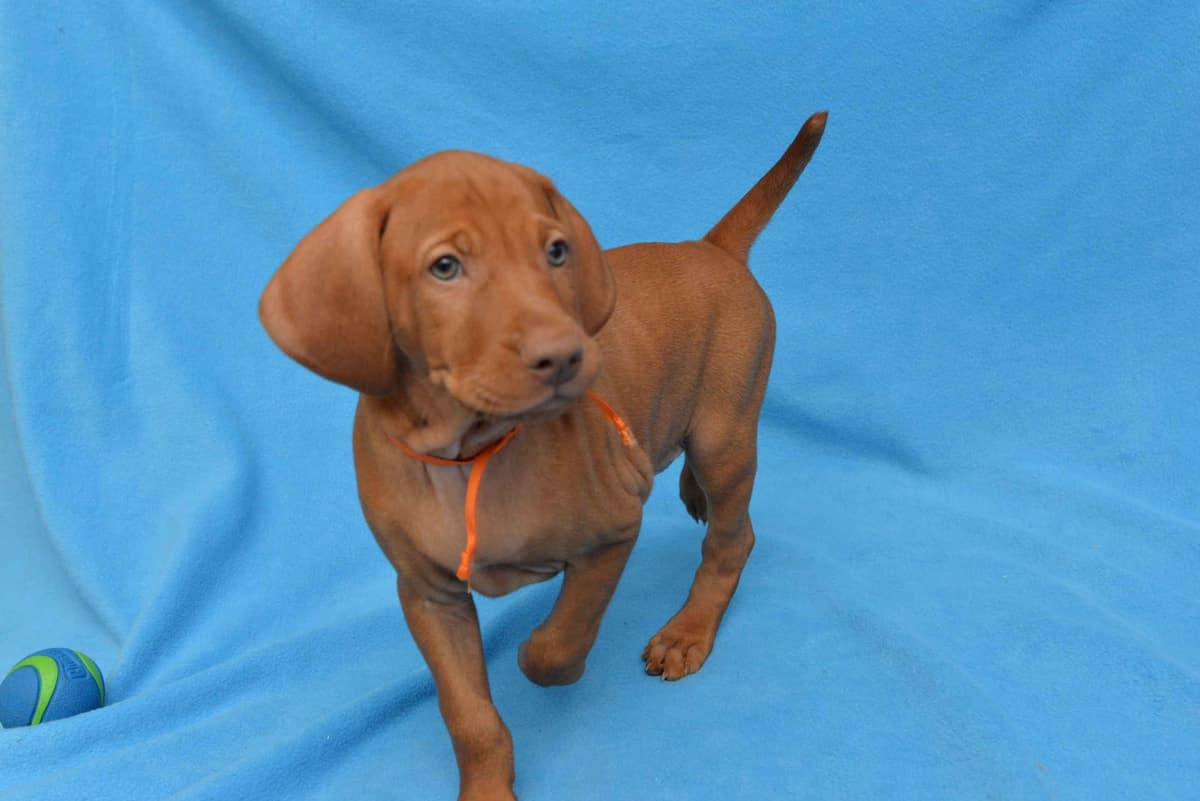 100% Purebred Vizsla Adventure Puppies breeder image 7