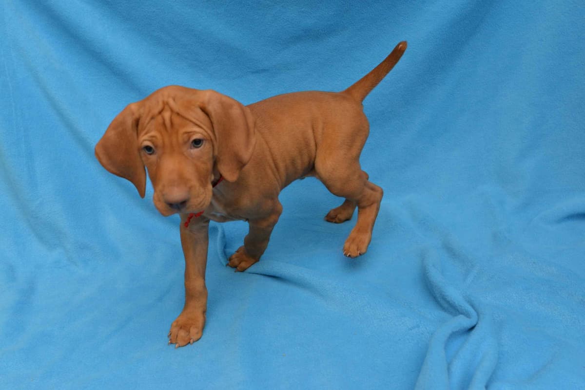 100% Purebred Vizsla Adventure Puppies breeder image 8