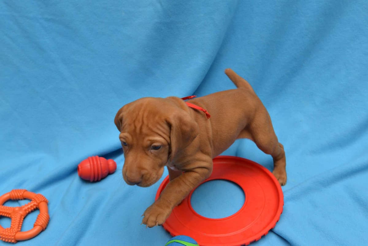 100% Purebred Vizsla Adventure Puppies breeder image 9