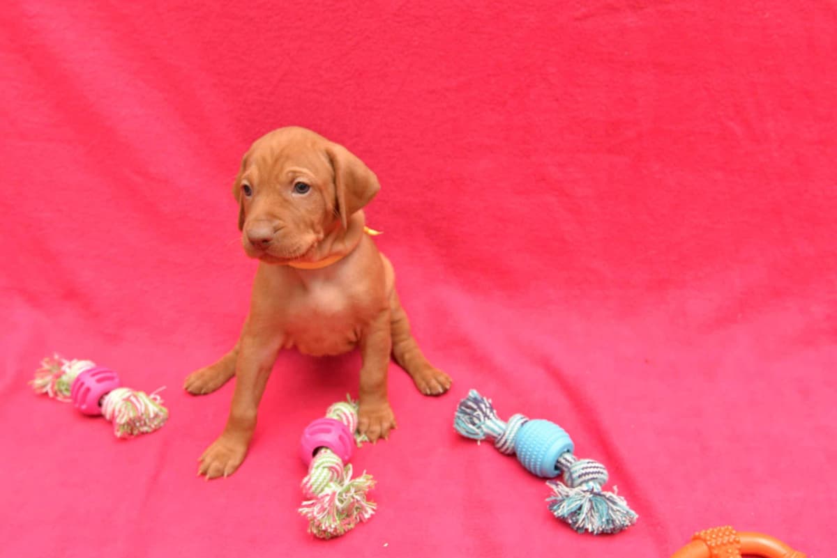 100% Purebred Vizsla Adventure Puppies breeder image 11