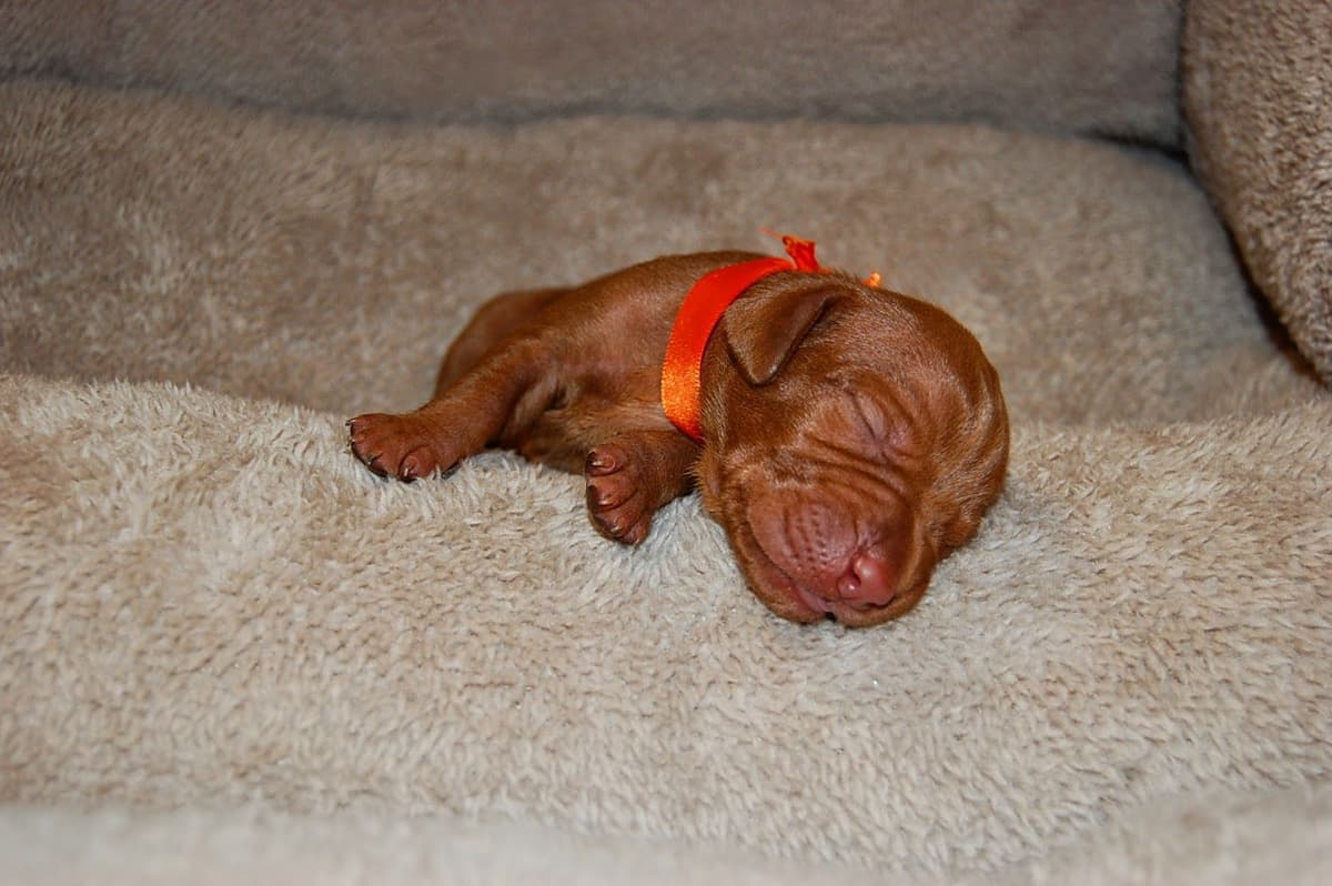 100% Purebred Vizsla Adventure Puppies breeder image 12