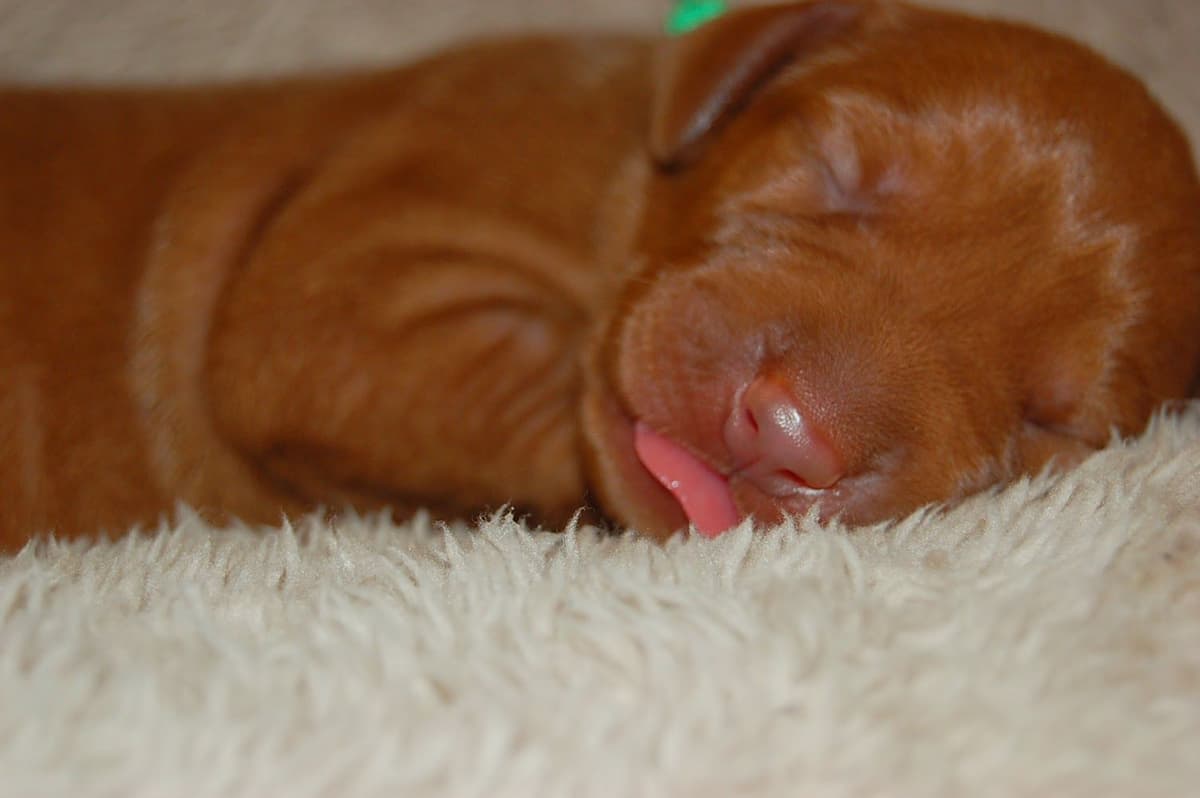 100% Purebred Vizsla Adventure Puppies breeder image 13