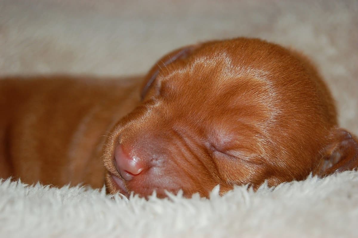 100% Purebred Vizsla Adventure Puppies breeder image 15