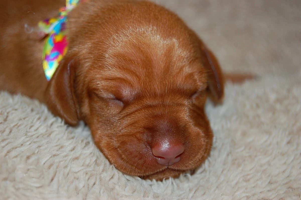 100% Purebred Vizsla Adventure Puppies breeder image 16