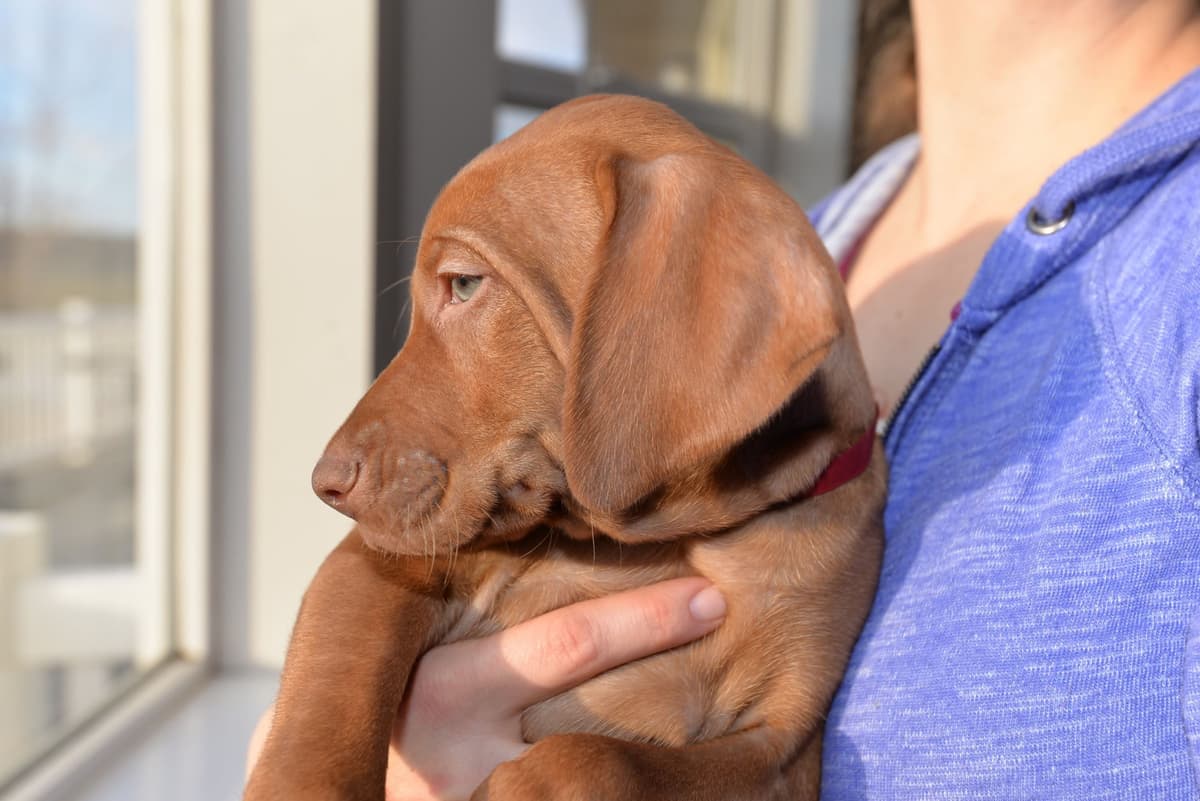 100% Purebred Vizsla Adventure Puppies breeder image 18
