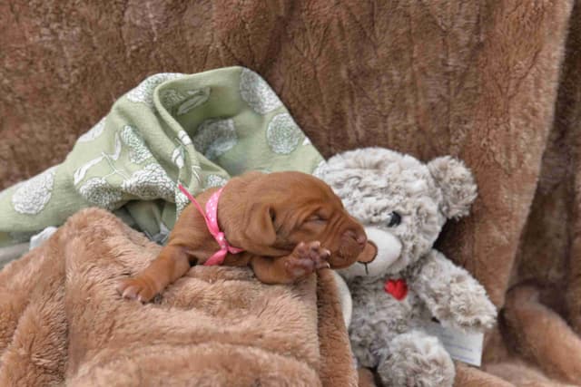 100% Purebred Vizsla Adventure Puppies media 2