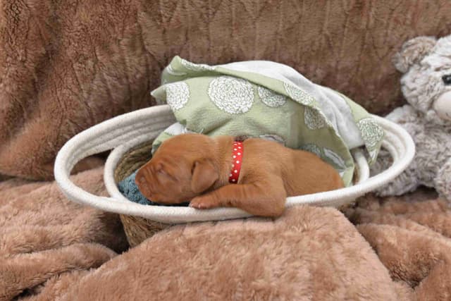 100% Purebred Vizsla Adventure Puppies media 3