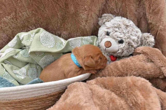 100% Purebred Vizsla Adventure Puppies media 4