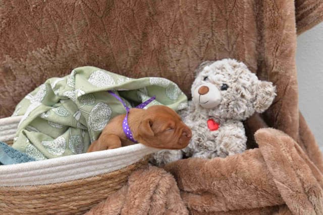 100% Purebred Vizsla Adventure Puppies media 6
