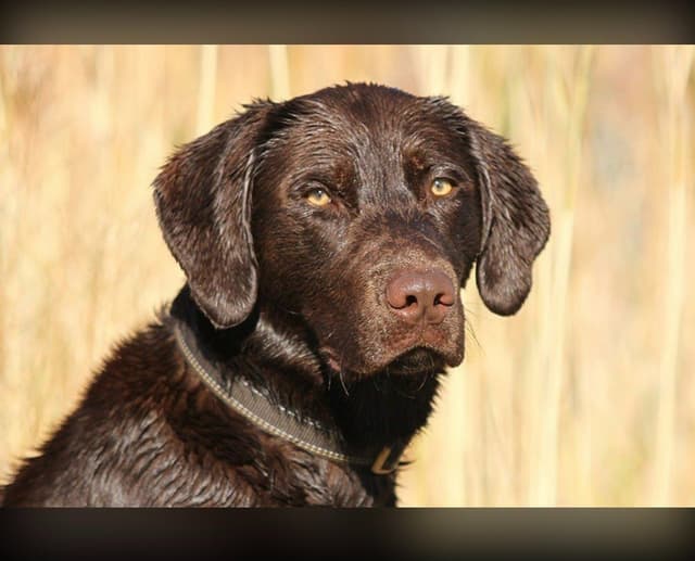 Labrador Retriever Puppies media 6