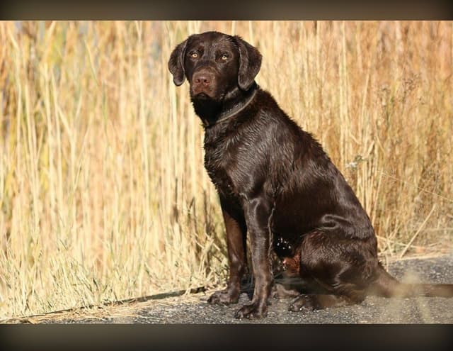 Labrador Retriever Puppies media 9