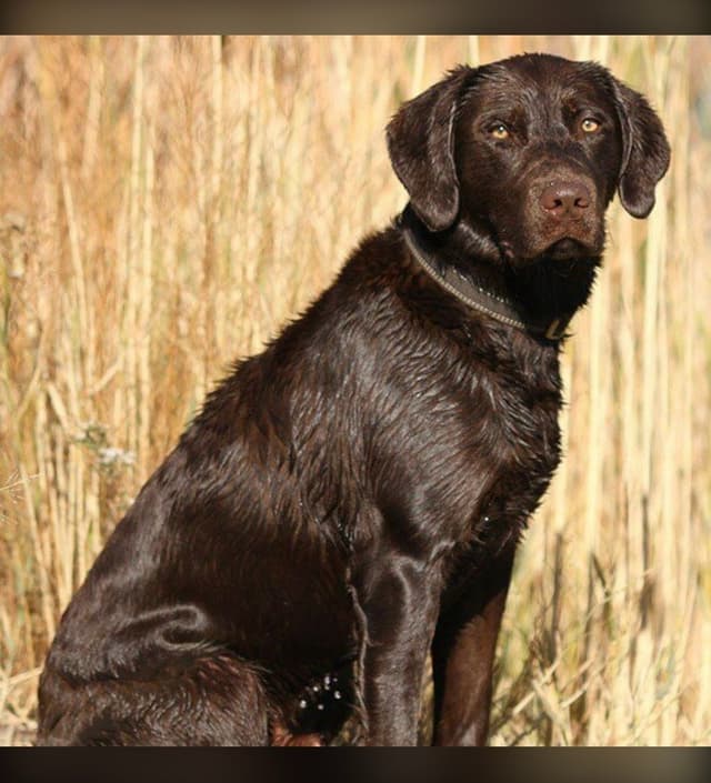 Labrador Retriever Puppies media 10