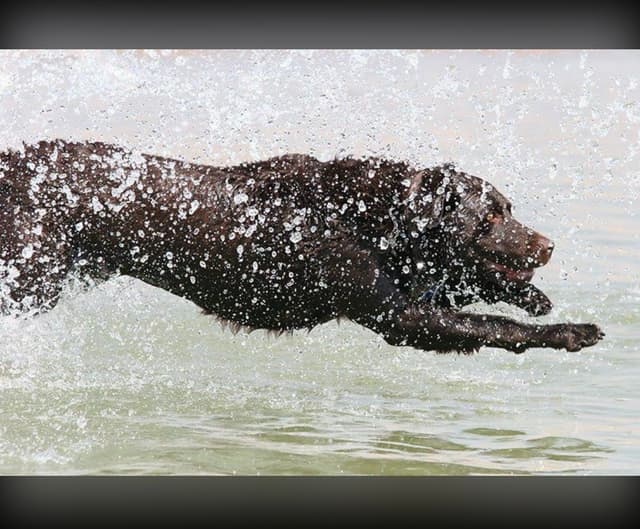 Labrador Retriever Puppies media 11