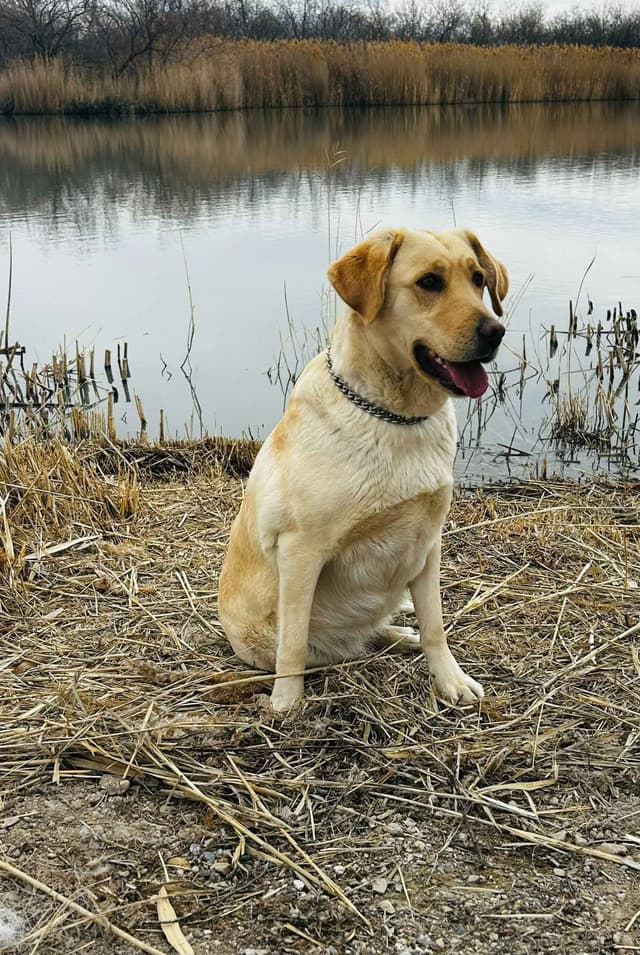 Labrador Retriever Puppies media 13
