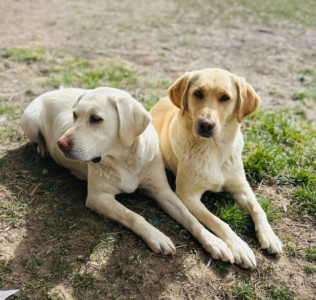 Labrador Retriever Puppies media 14