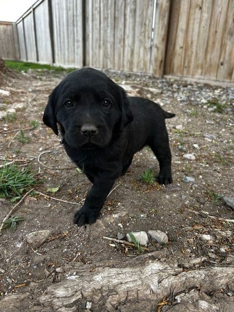 Labrador Retriever Puppies media 16