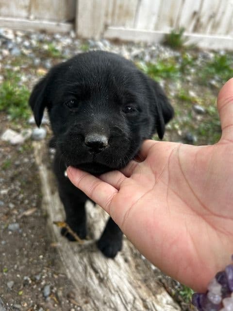 Labrador Retriever Puppies media 3