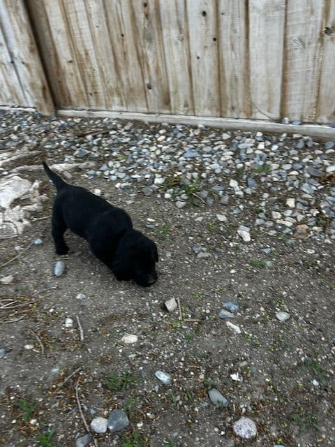 Labrador Retriever Puppies media 17