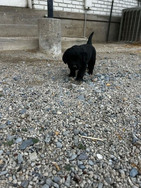 Labrador Retriever Puppies media 19