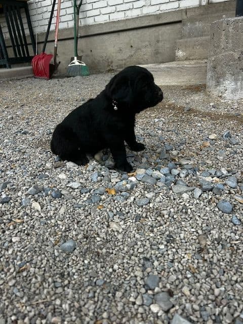 Labrador Retriever Puppies media 21