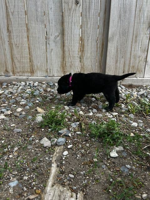 Labrador Retriever Puppies media 20