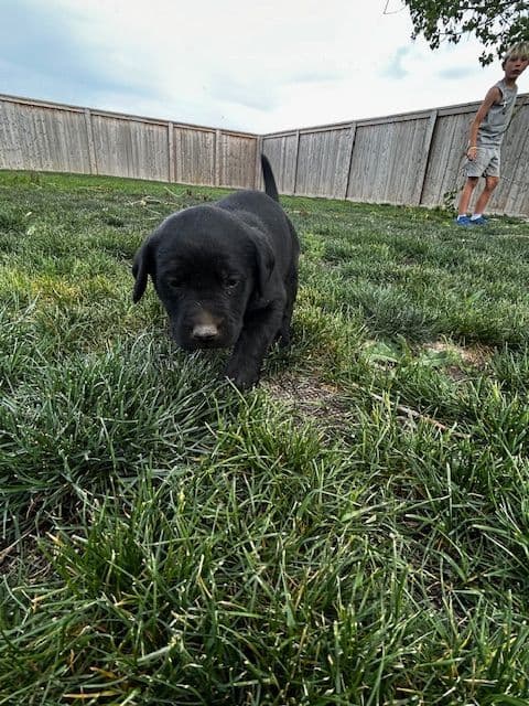 Labrador Retriever Puppies media 26