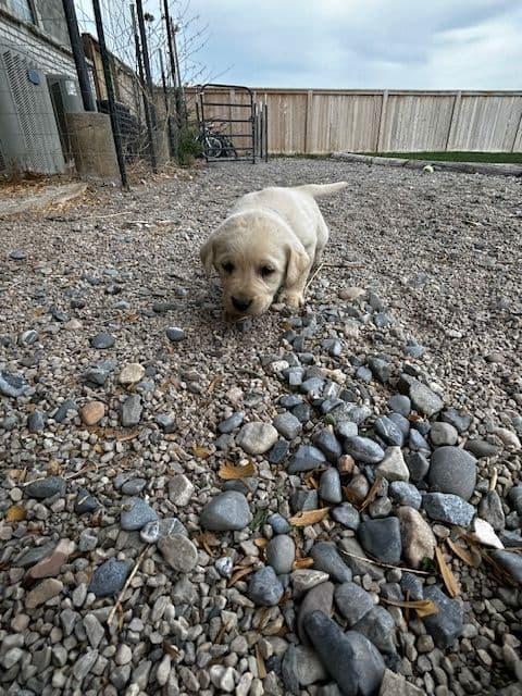 Labrador Retriever Puppies media 23