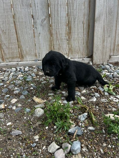 Labrador Retriever Puppies media 24