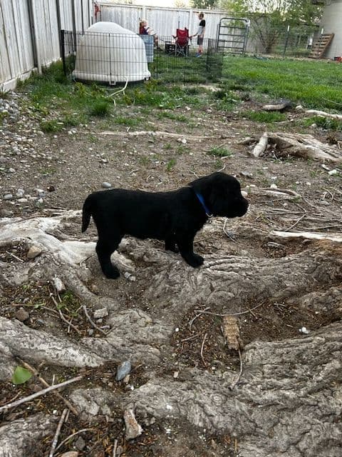 Labrador Retriever Puppies media 28