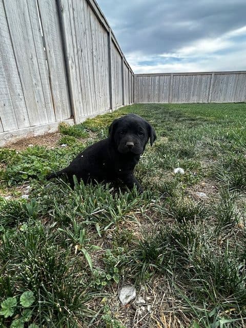 Labrador Retriever Puppies media 27
