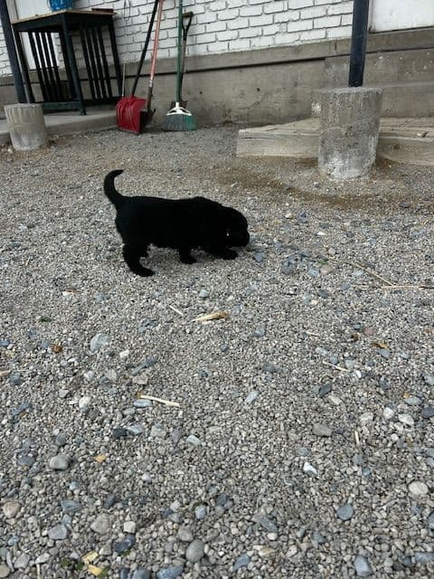 Labrador Retriever Puppies media 29